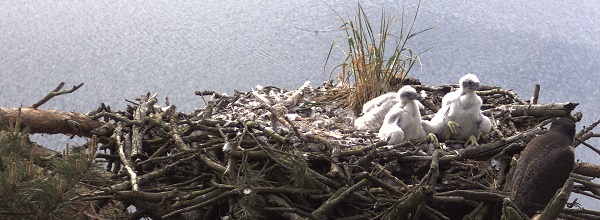 © Inselhotel Brückentinsee. Die frischgeschlüpften Küken in ihrem Nest.